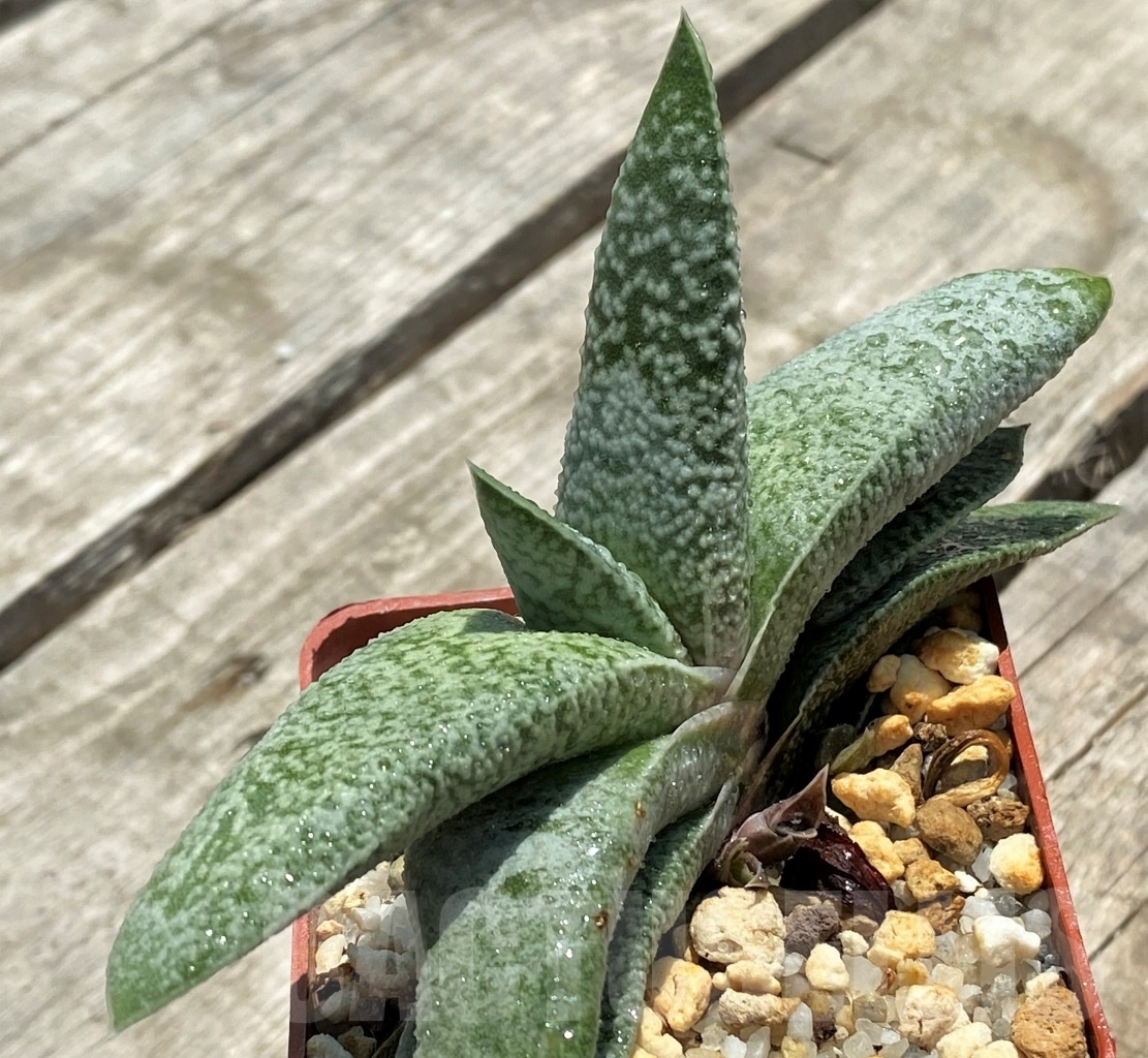 SHPR11404 Gasteria glauca - Obrázek 2