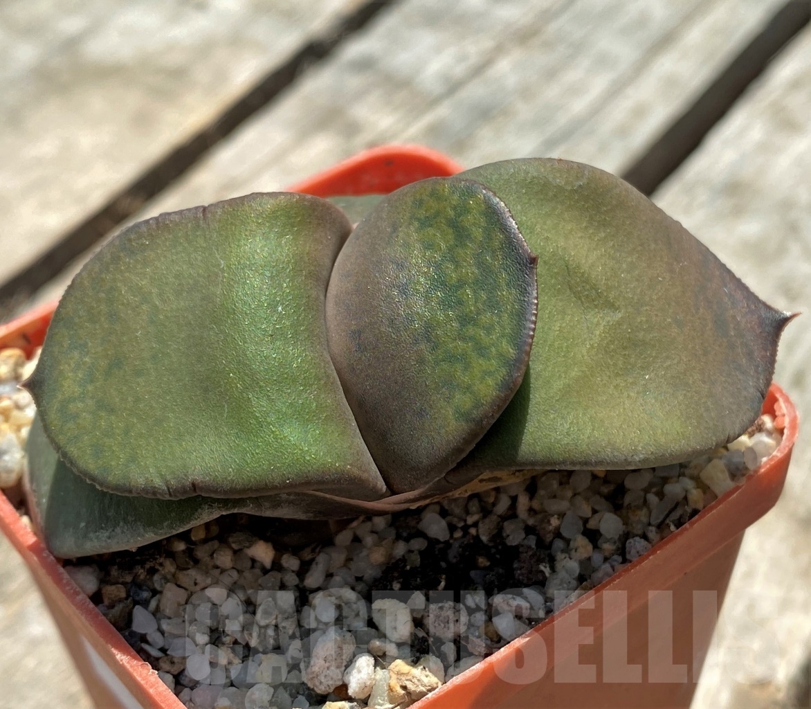 SHPR11405 Gasteria variegata SH