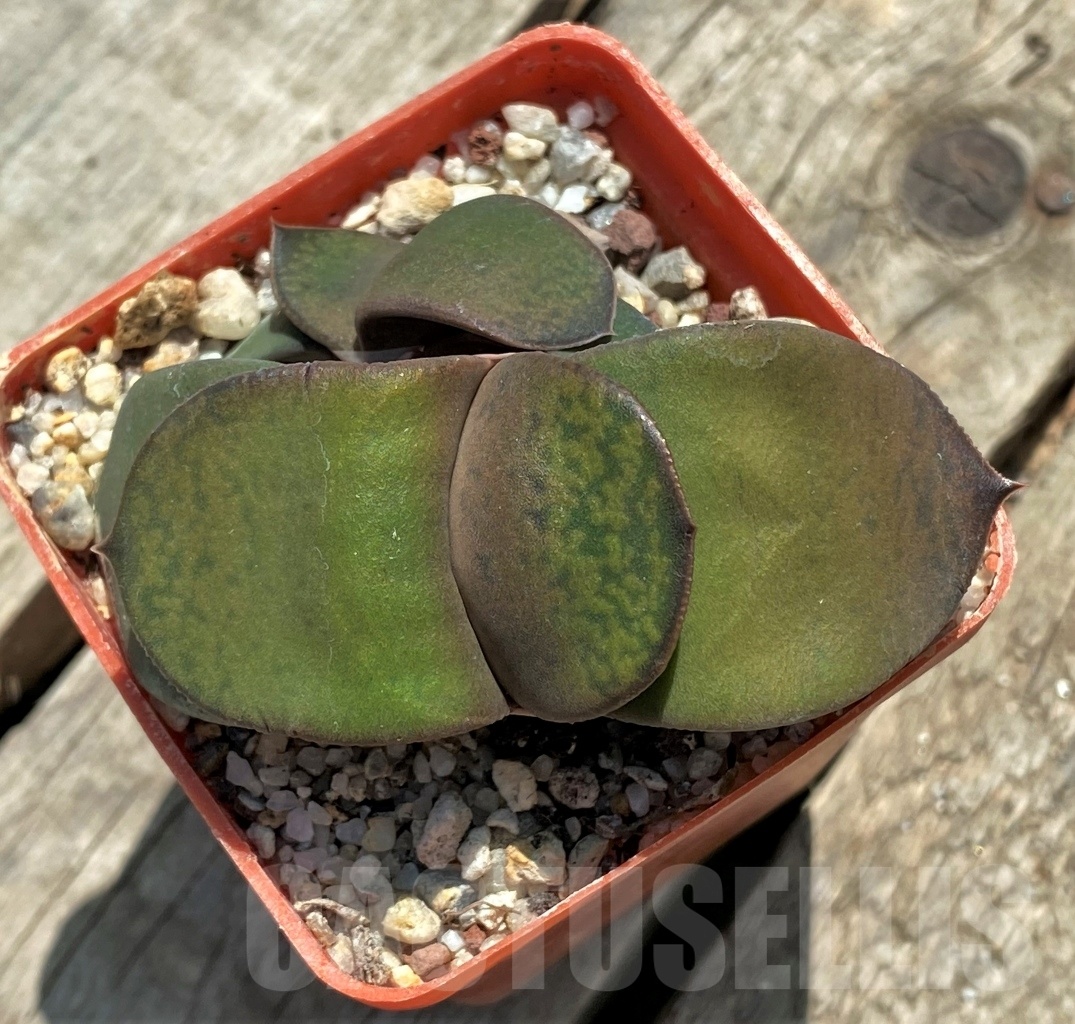 SHPR11405 Gasteria variegata SH - Image 2