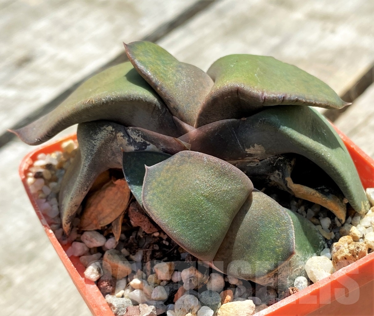 SHPR11405 Gasteria variegata SH - Image 3