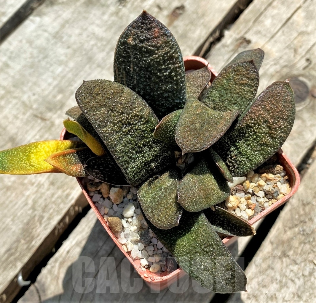 SHPR11406 Gasteria batesiana f. variegated - 画像 (3)