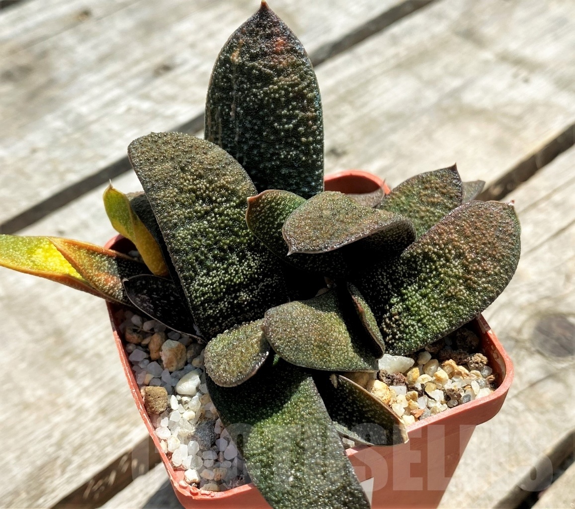 SHPR11406 Gasteria batesiana f. variegated - 画像 (2)