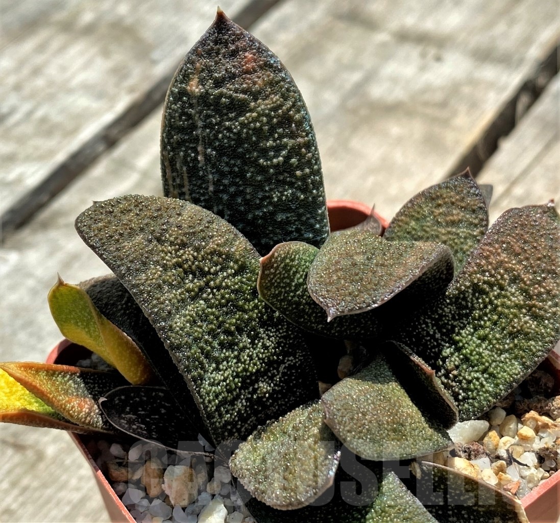 SHPR11406 Gasteria batesiana f. variegated