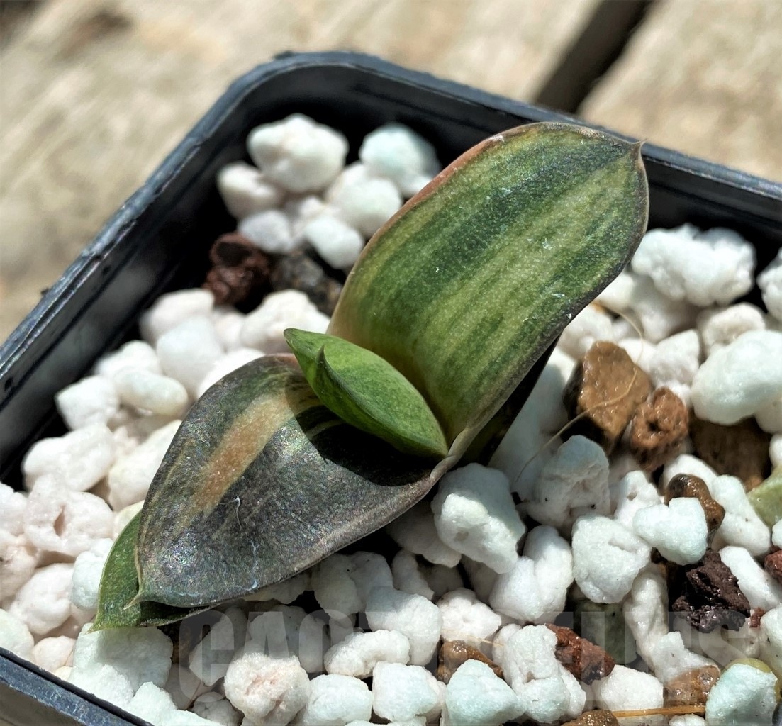 SHPR11407 Gasteria obtusa f. variegata - Image 2
