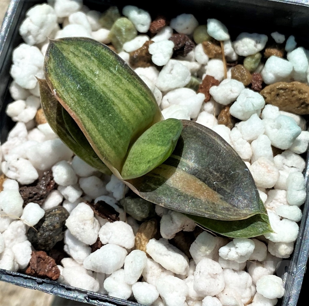 SHPR11407 Gasteria obtusa f. variegata