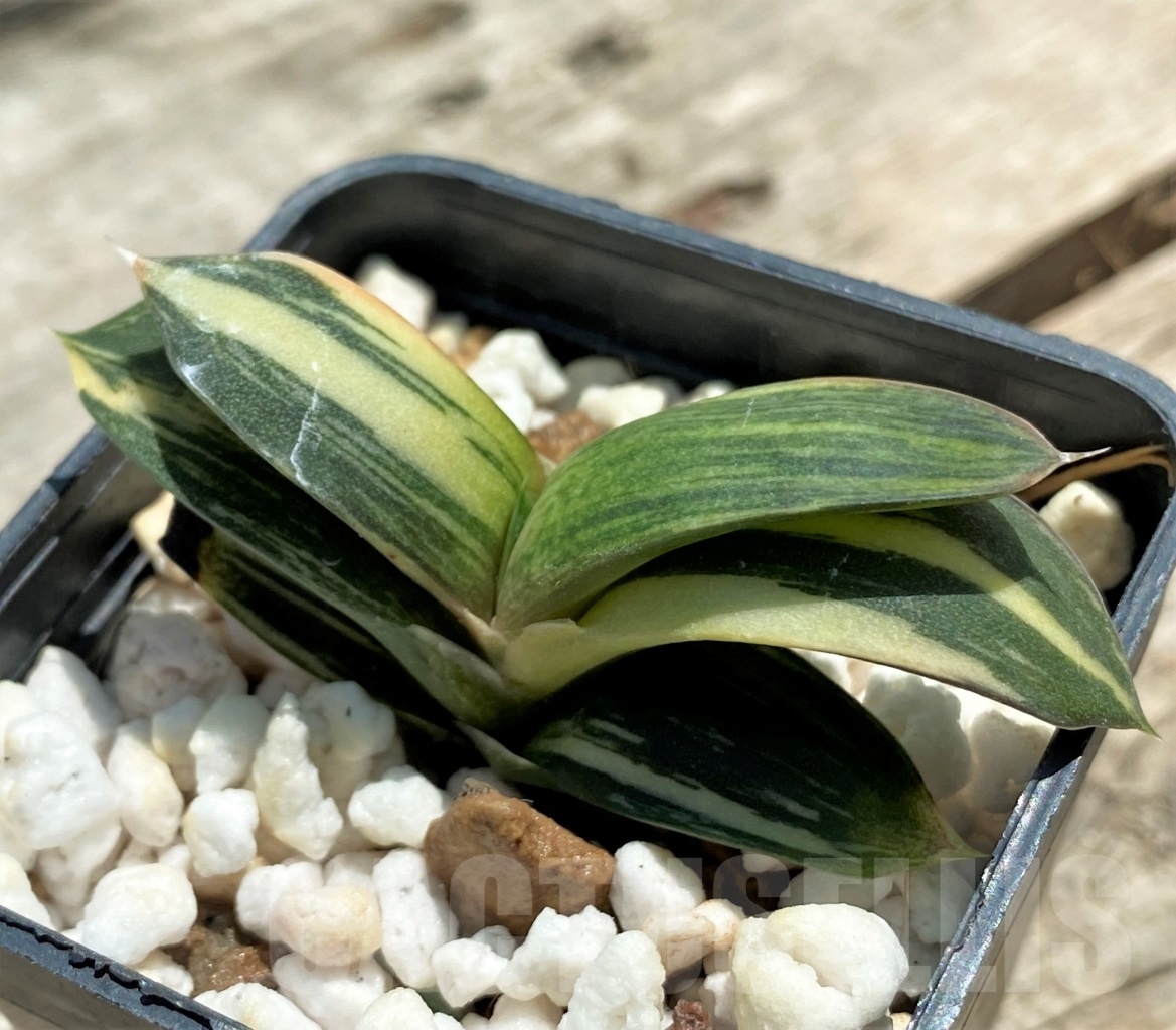 SHPR11408 Gasteria obtusa f. variegata