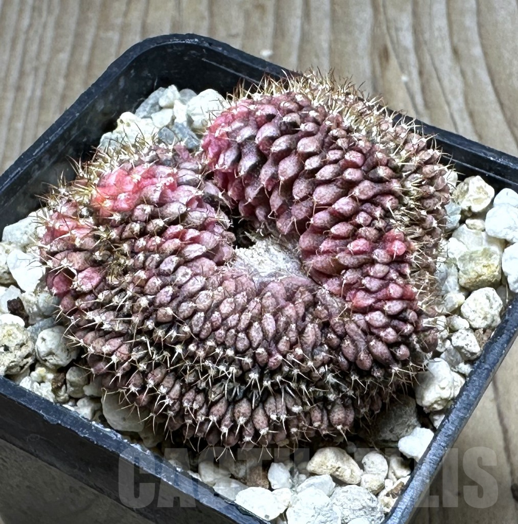 SHPR21292 Gymnocalycium mihanovichii f. cristata variegata