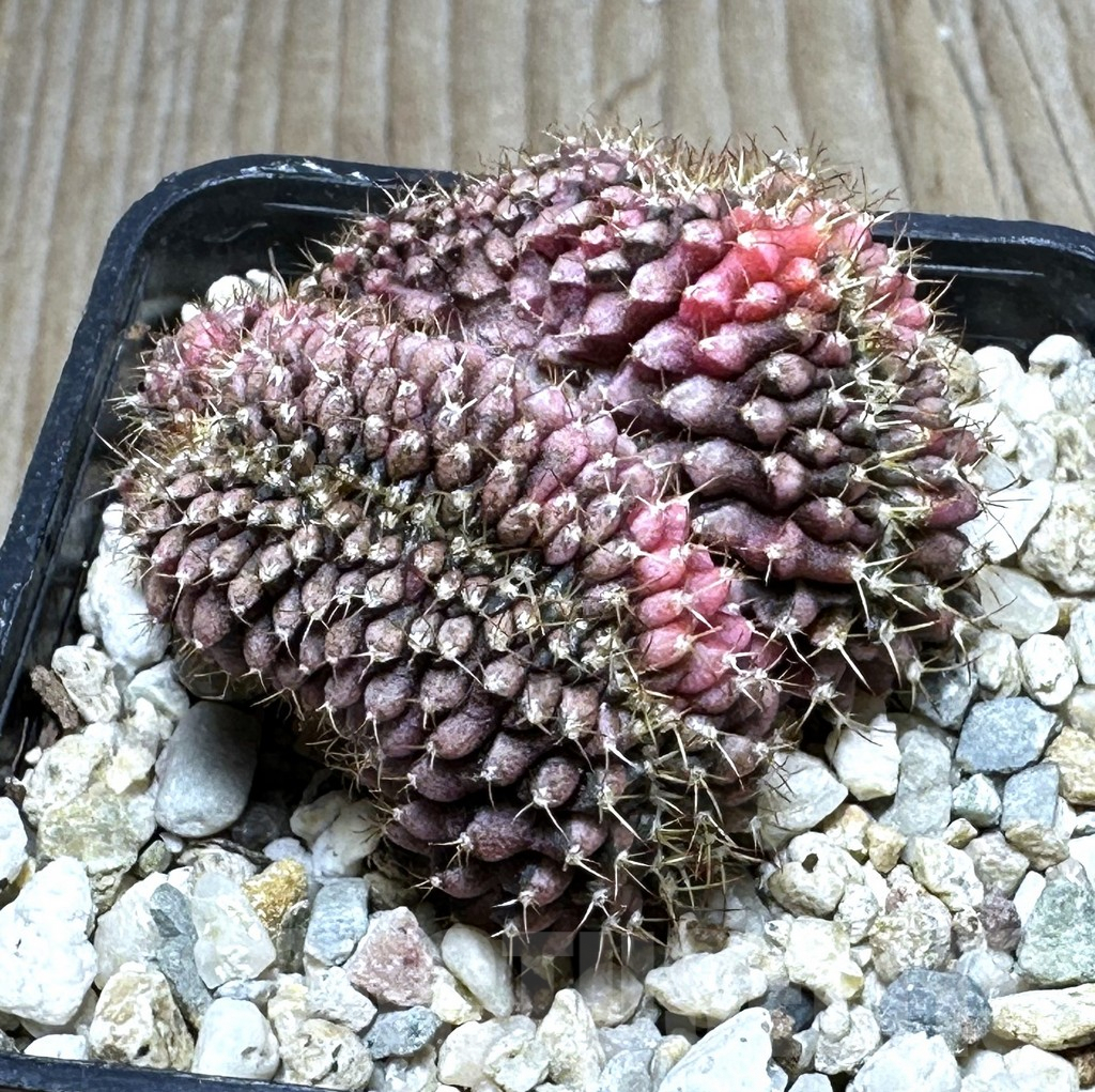 SHPR21292 Gymnocalycium mihanovichii f. cristata variegata - Image 2