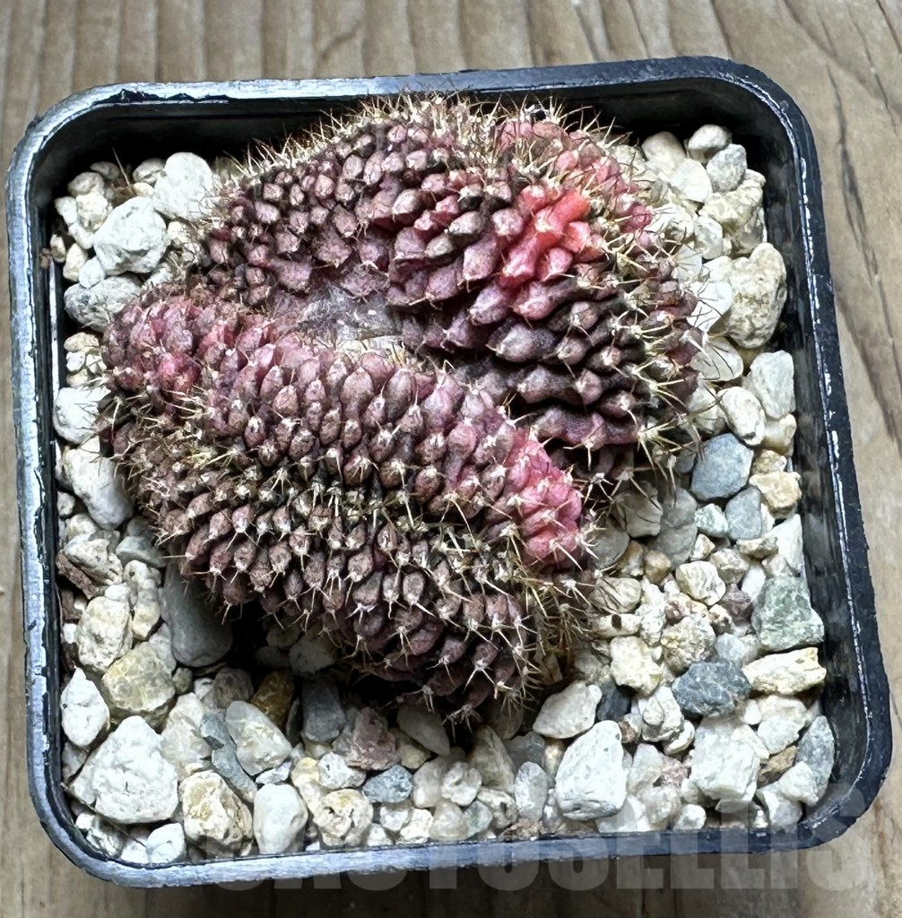 SHPR21292 Gymnocalycium mihanovichii f. cristata variegata - Image 3