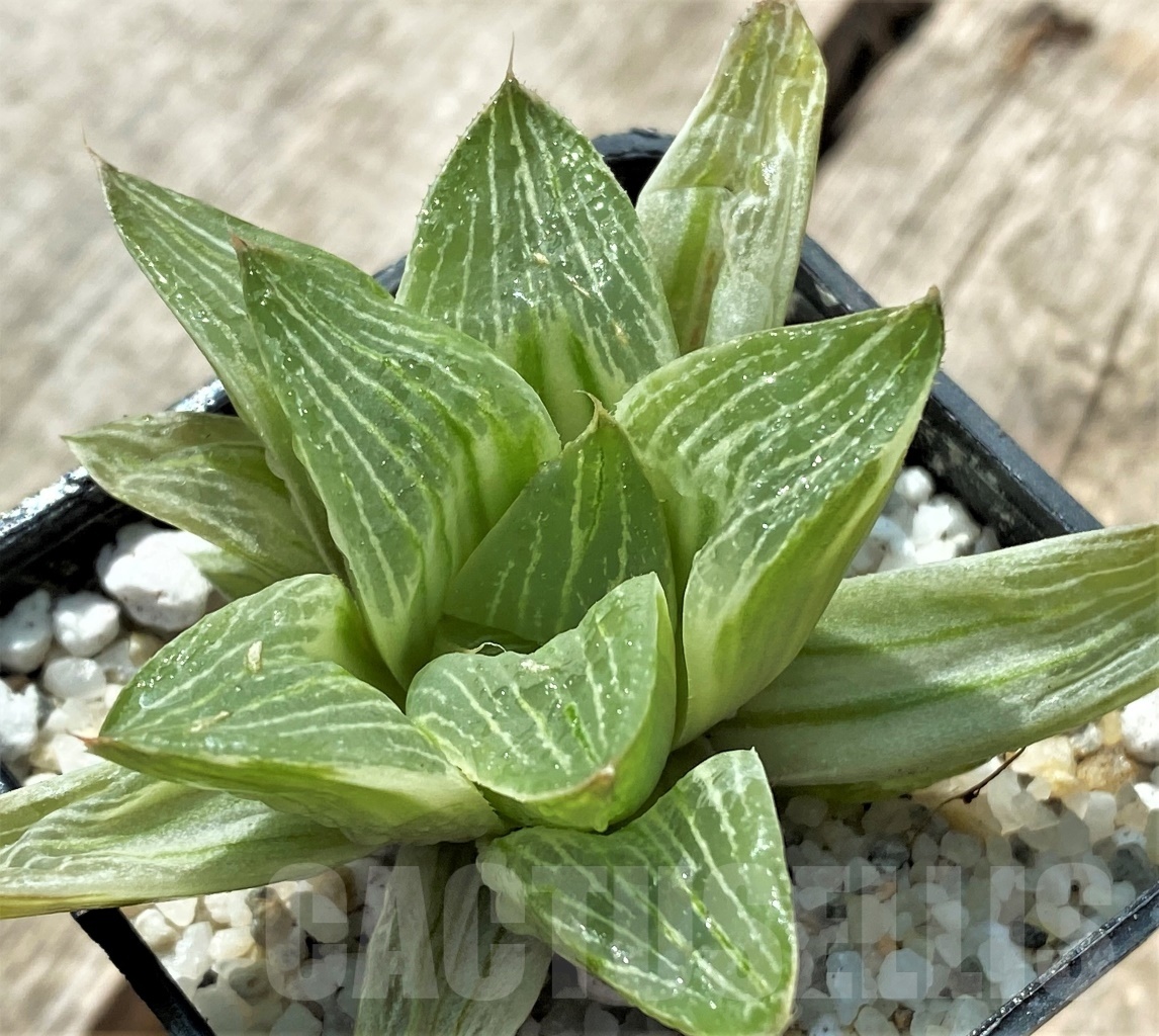 SHPR11327 Haworthia retusa 'Milky Way'