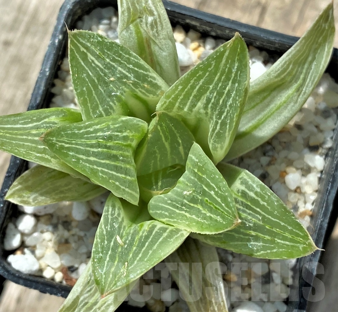 SHPR11327 Haworthia retusa 'Milky Way' - Image 2
