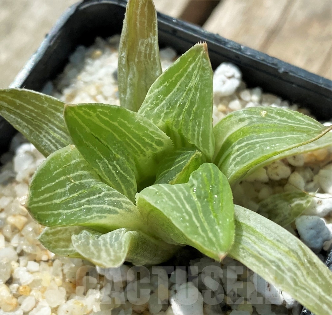 SHPR11414 Haworthia retusa 'Milky Way' – Bild 2
