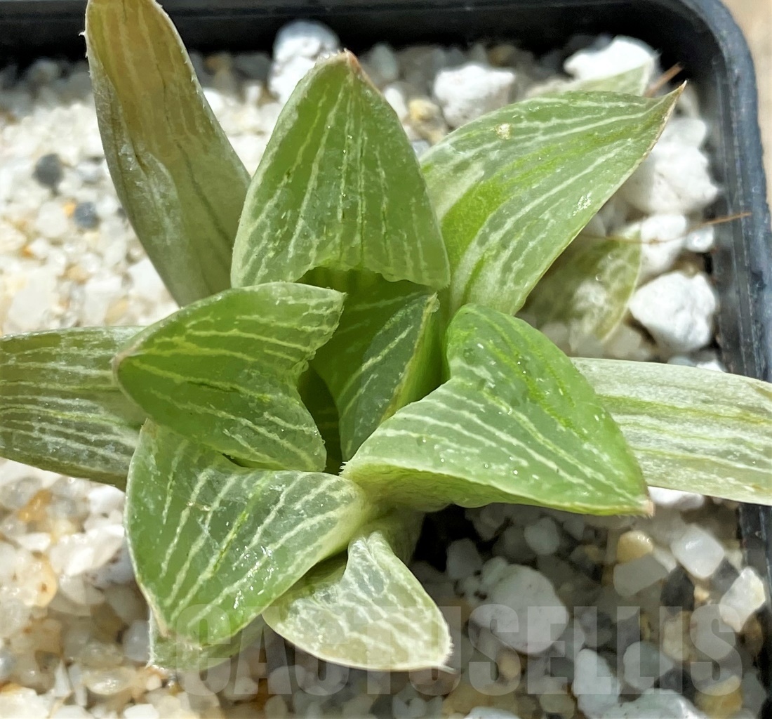 SHPR11414 Haworthia retusa 'Milky Way'