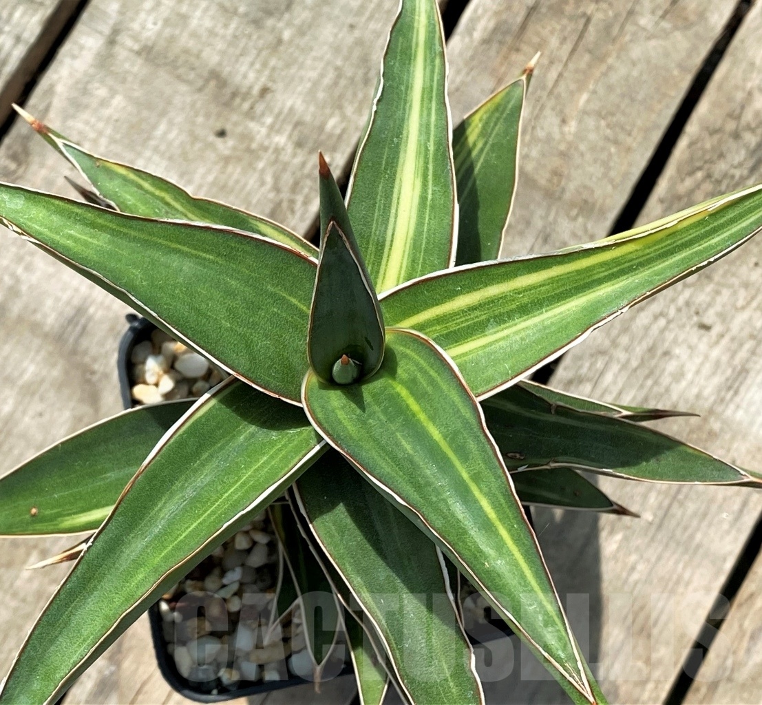 SHPR11415 Sansevieria Lavranos