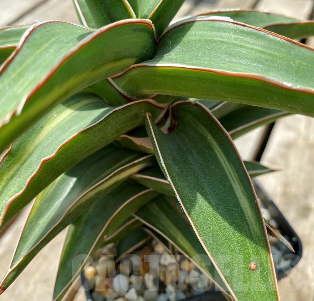 SHPR11415 Sansevieria Lavranos - immagine 3