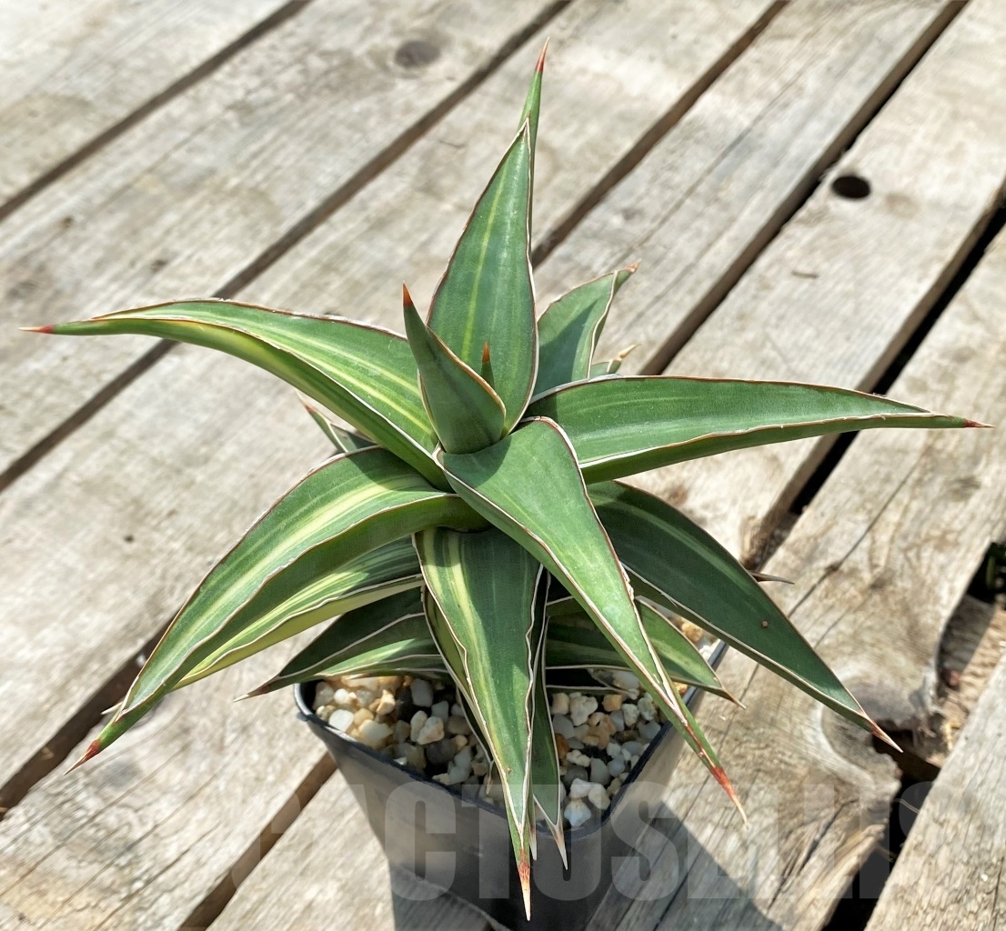 SHPR11415 Sansevieria Lavranos - immagine 2