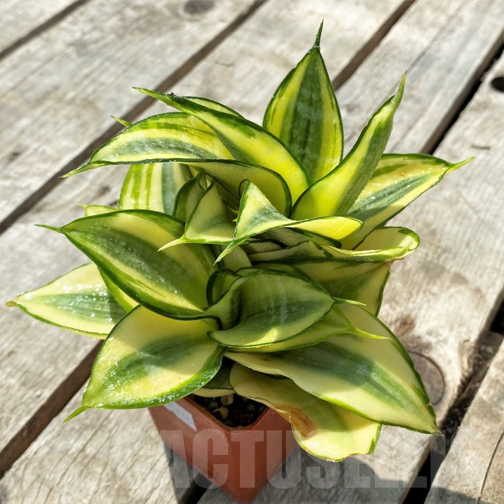 SHPR11416 Sansevieria hahnii 'Golden'