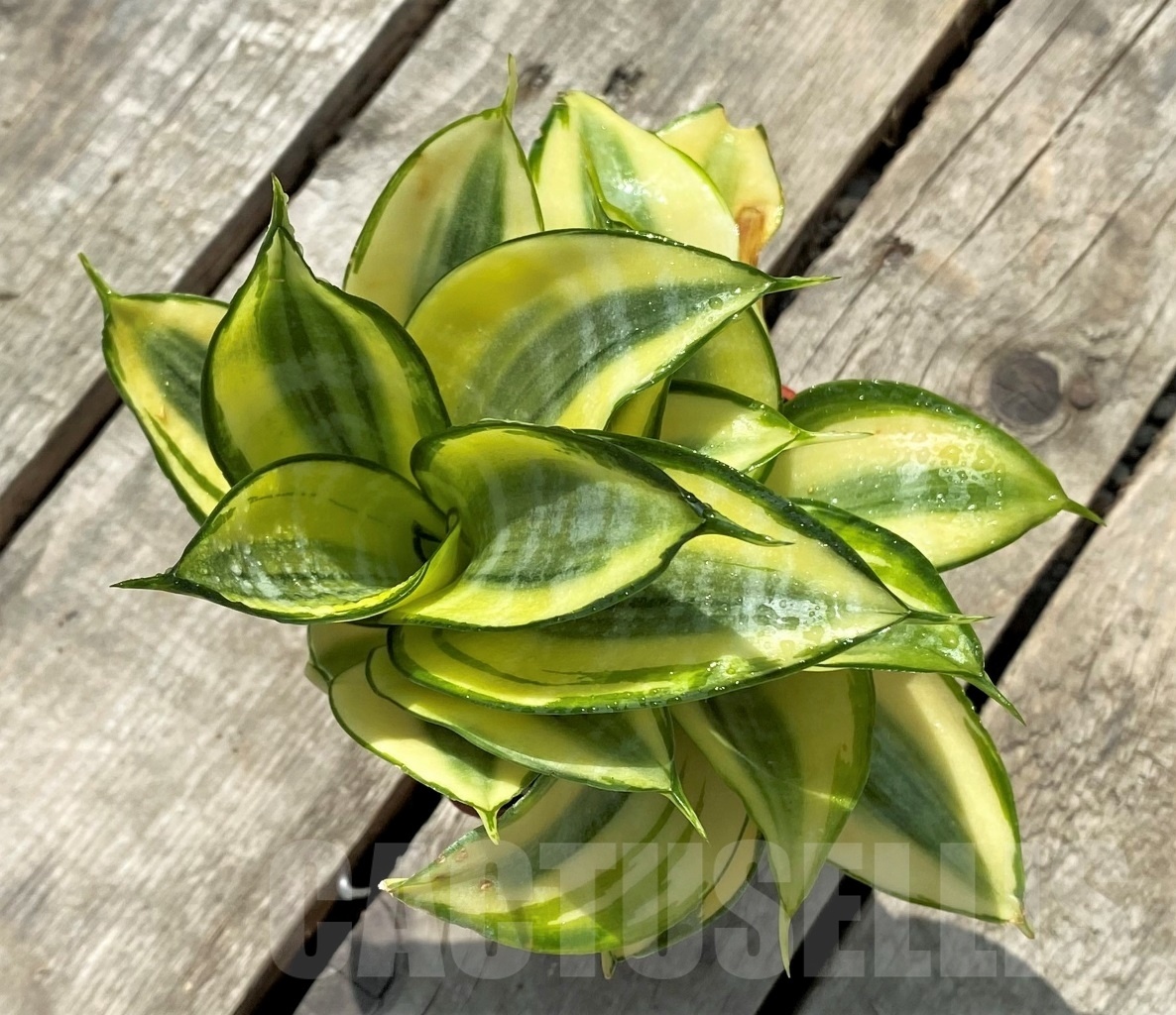 SHPR11416 Sansevieria hahnii 'Golden' - Imagen 2