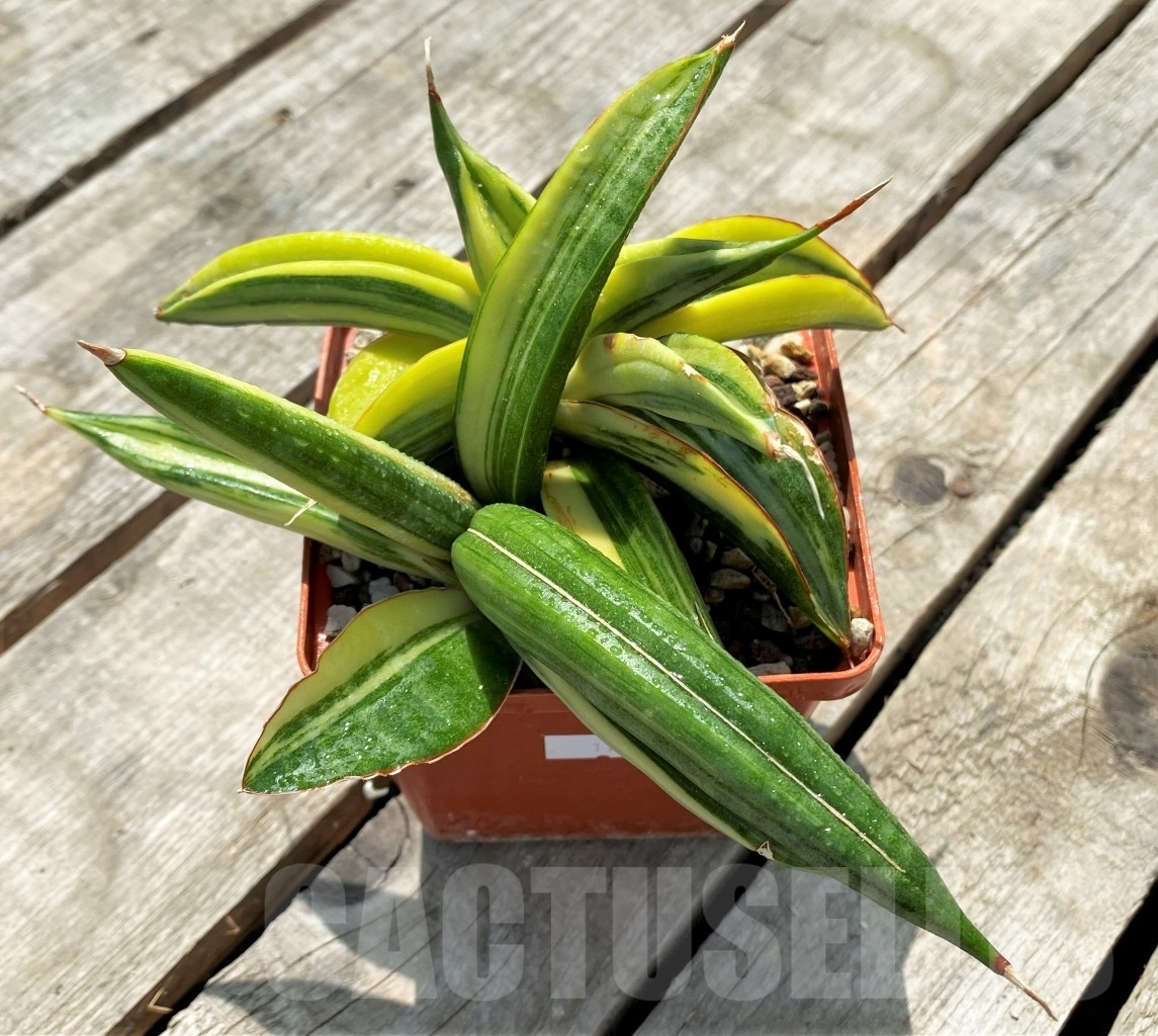 SHPR11417 Sansevieria 'Kismayo' variegated