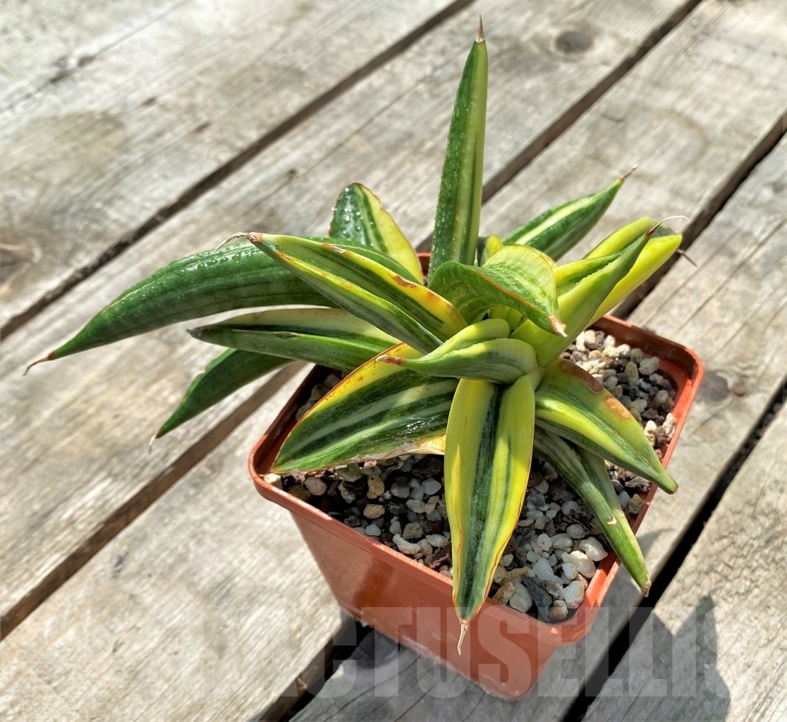 SHPR11417 Sansevieria 'Kismayo' variegated - immagine 2
