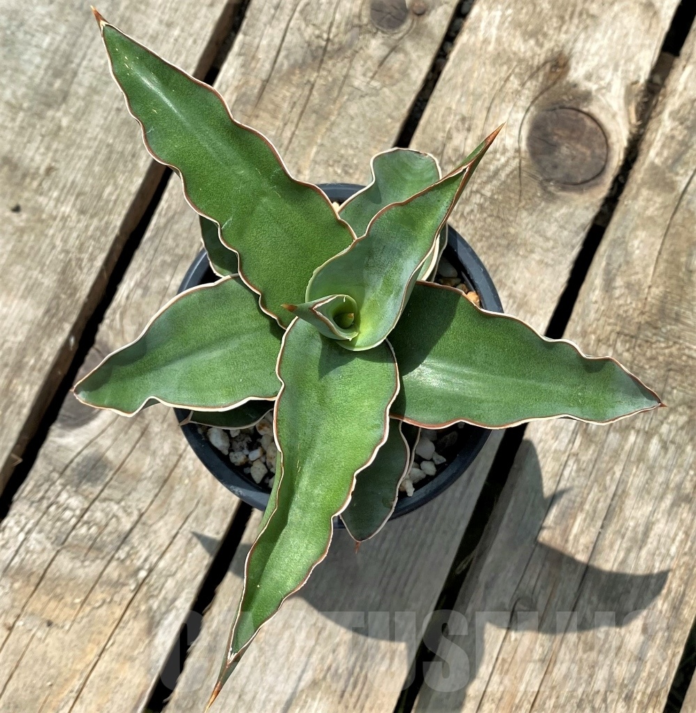 SHPR11418 Sansevieria lavranos - immagine 2