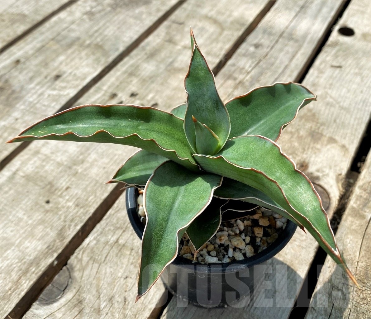 SHPR11418 Sansevieria lavranos