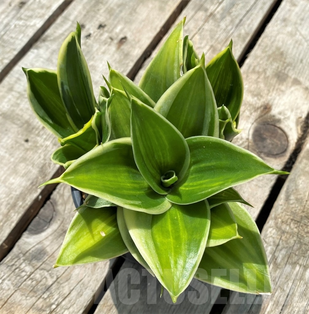 SHPR11419 Sansevieria hahnii 'Jade marginata'