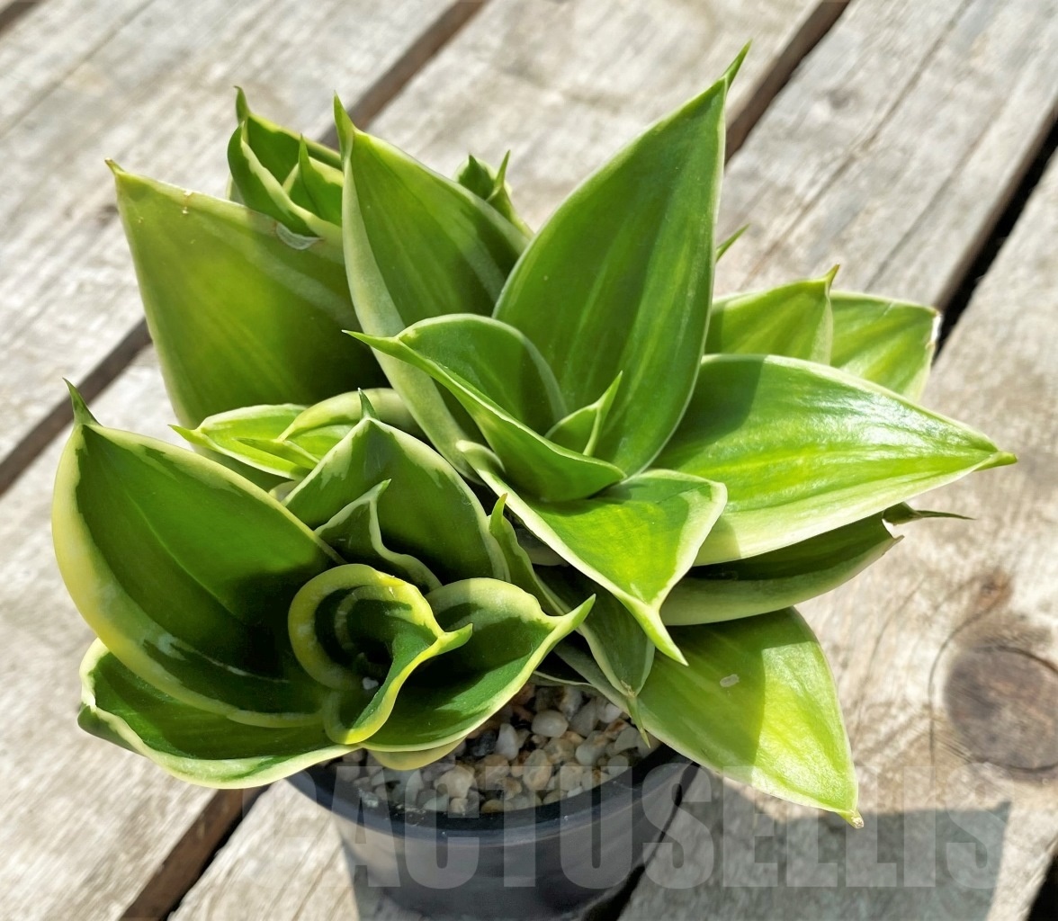 SHPR11419 Sansevieria hahnii 'Jade marginata' - Image 2