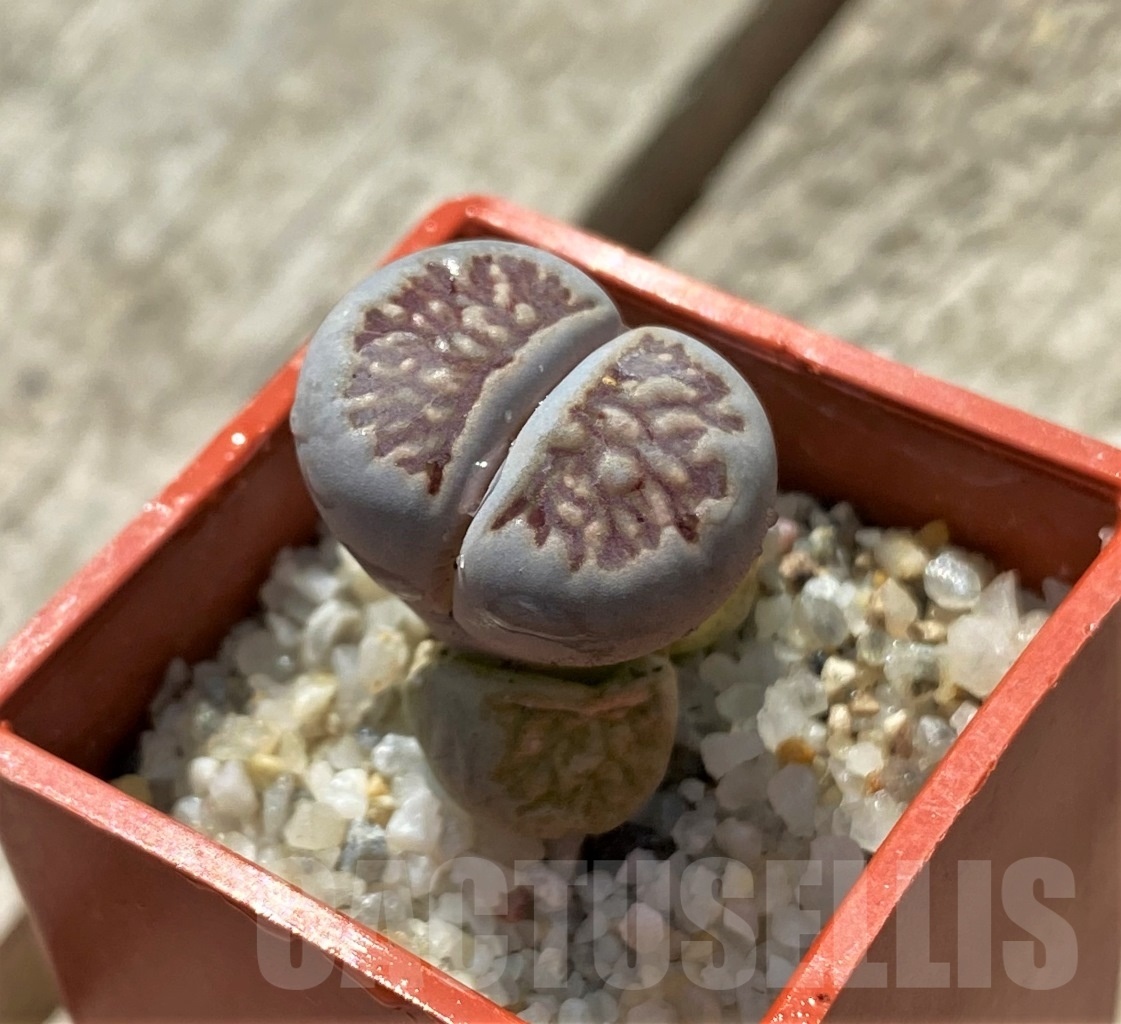 SHPR11420 Lithops julii 'Kikushogiyoku'