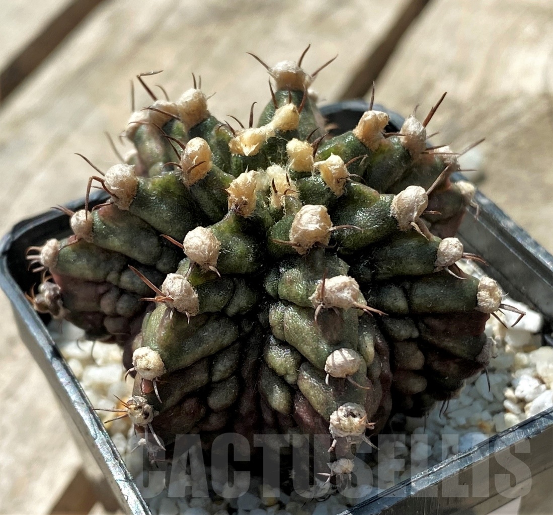 SHPR11422 Gymnocalycium mihanovichii 'T-rex'