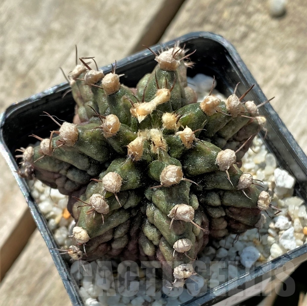 SHPR11422 Gymnocalycium mihanovichii 'T-rex' - Image 2