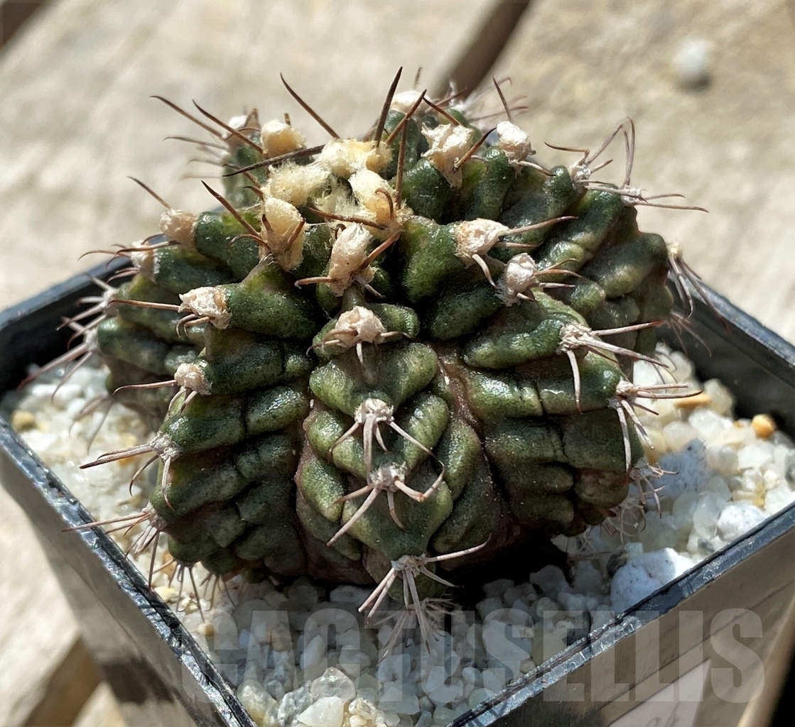 SHPR11424 Gymnocalycium mihanovichii 'T-rex'