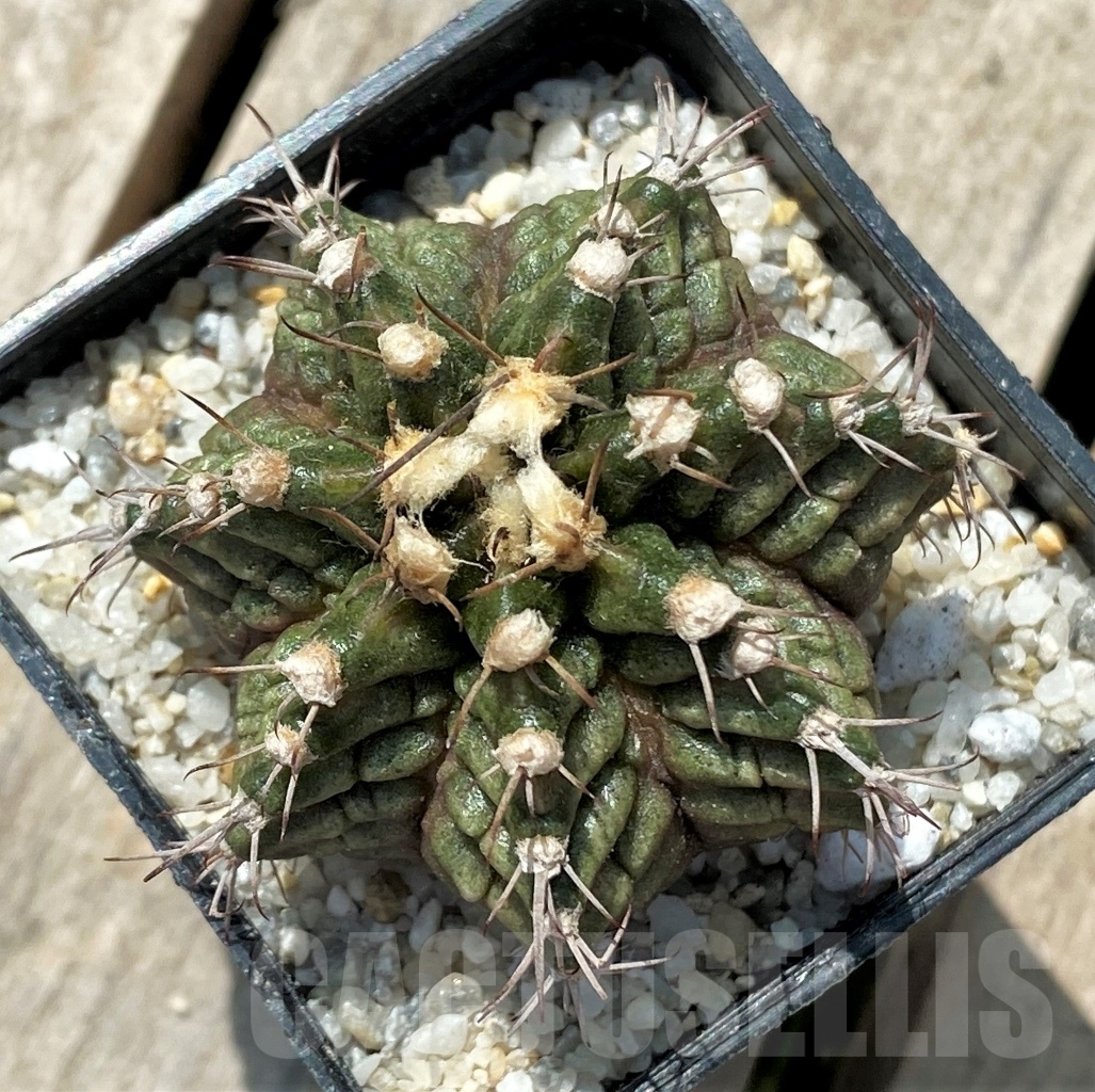 SHPR11424 Gymnocalycium mihanovichii 'T-rex' - Image 2
