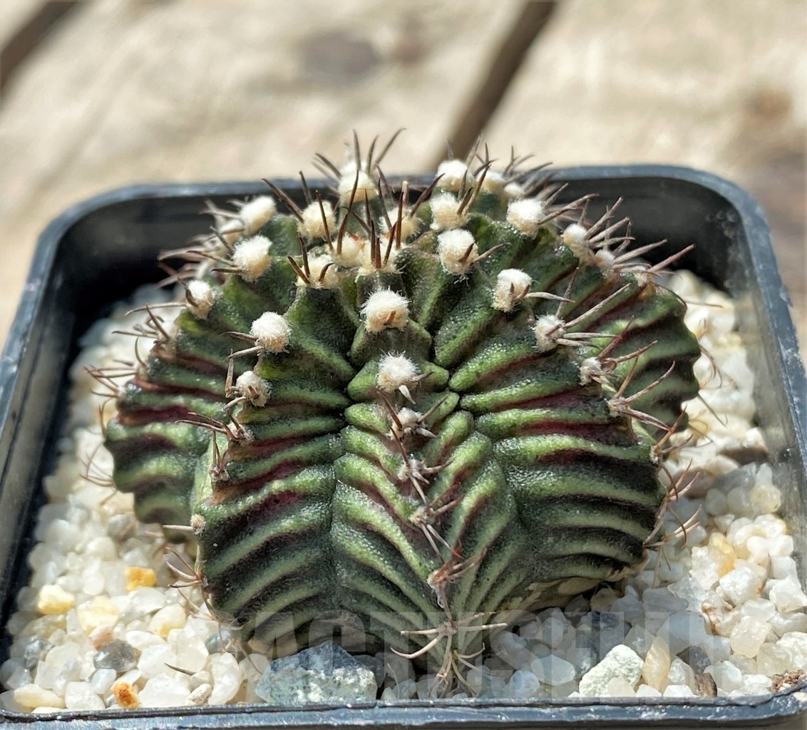 SHPR11425 Gymnocalycium mihanovichii 'T-rex'