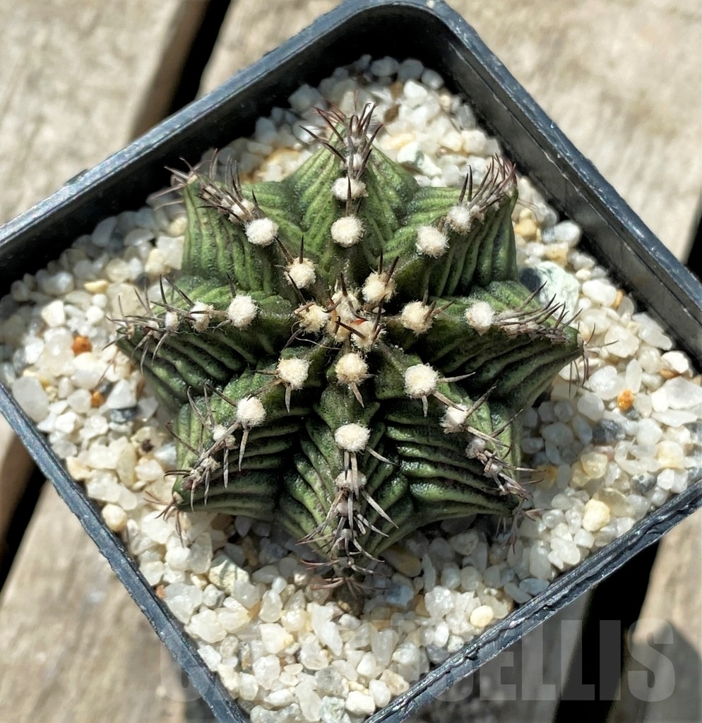 SHPR11425 Gymnocalycium mihanovichii 'T-rex' - Image 2