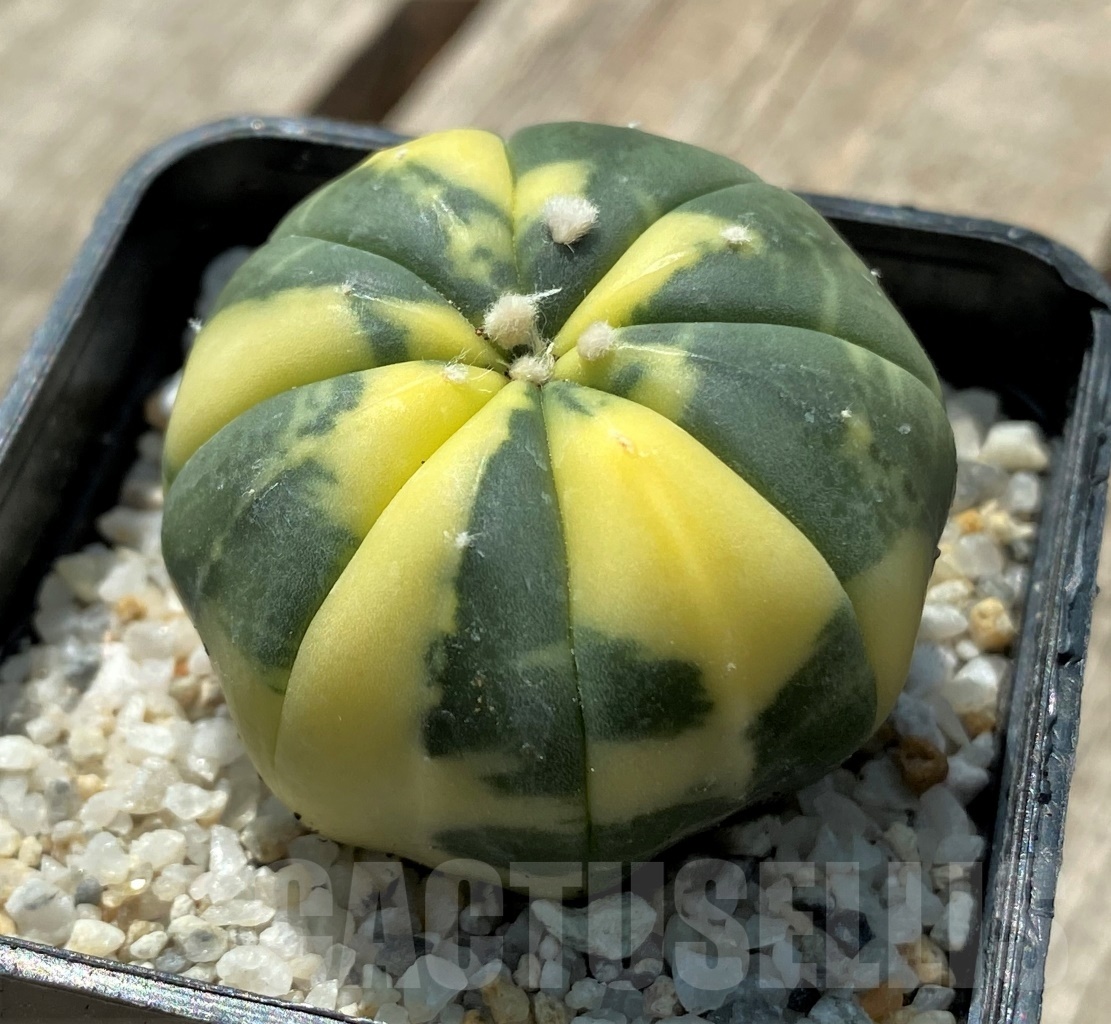 SHPR11426 Astrophytum asterias f. variegatum