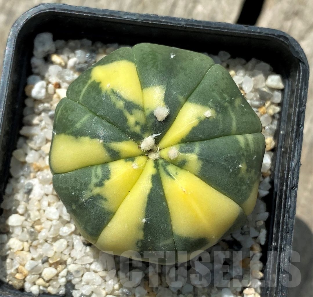 SHPR11426 Astrophytum asterias f. variegatum - Image 2