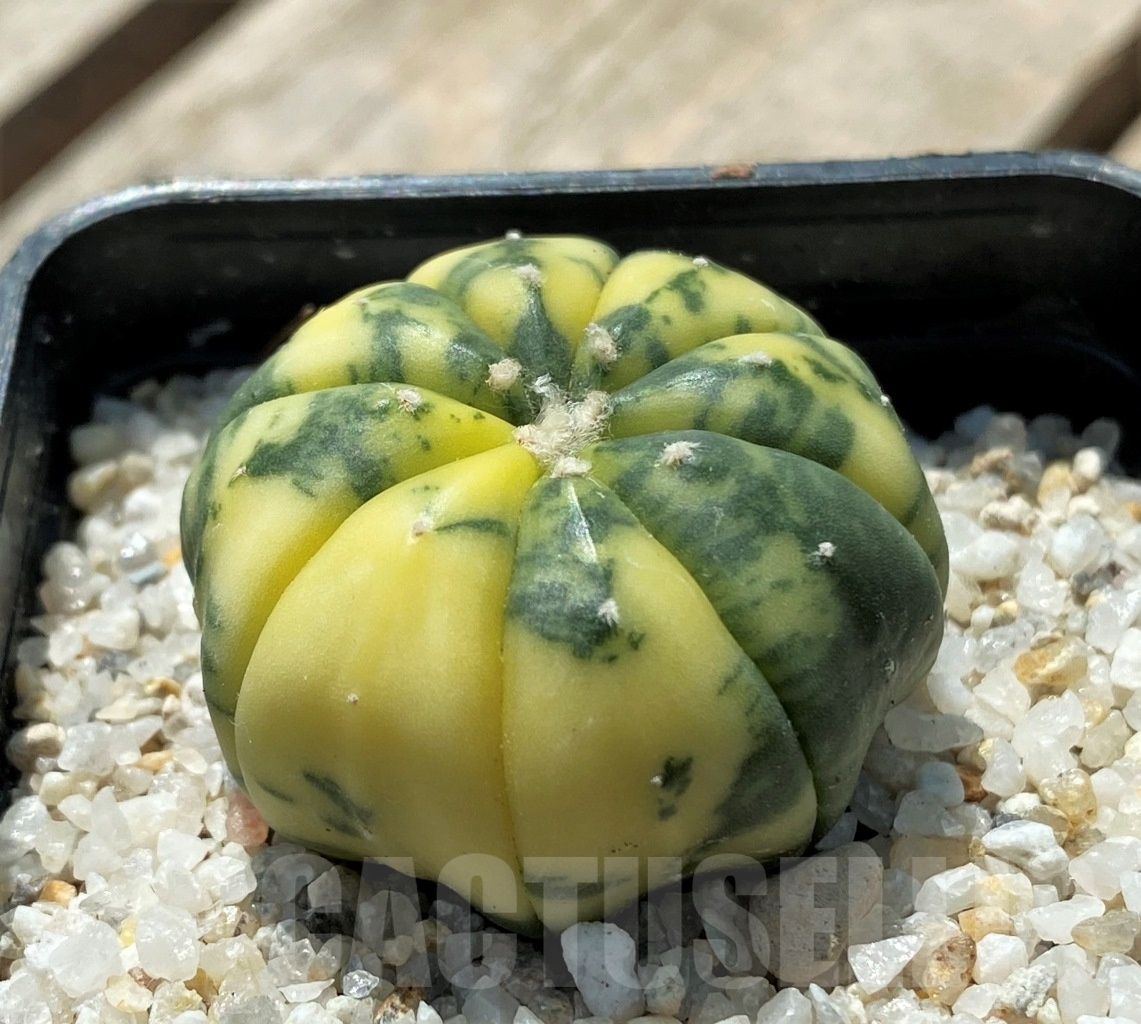 SHPR11427 Astrophytum asterias f. variegatum