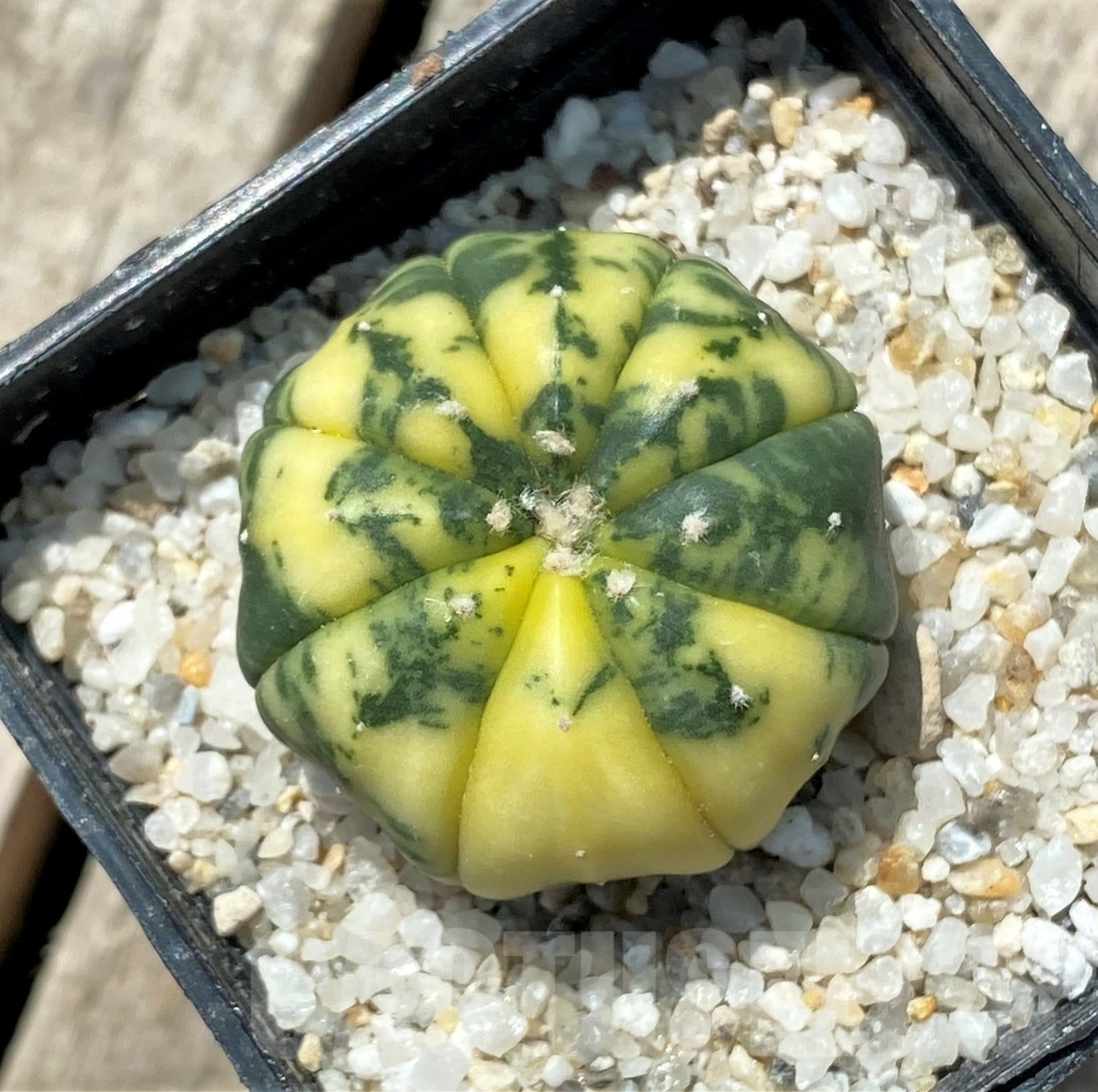 SHPR11427 Astrophytum asterias f. variegatum - Image 2