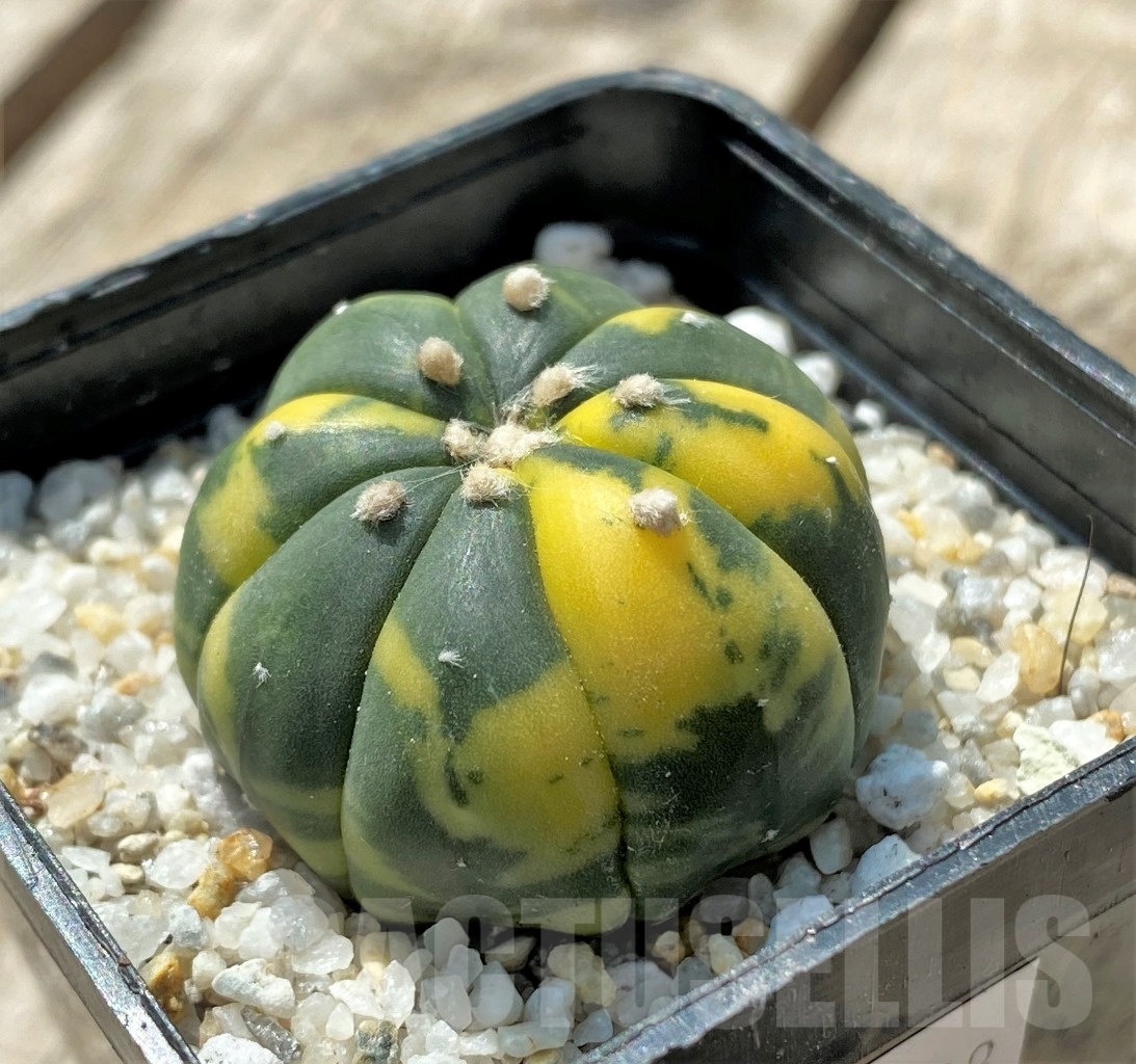 SHPR11428 Astrophytum asterias f. variegatum