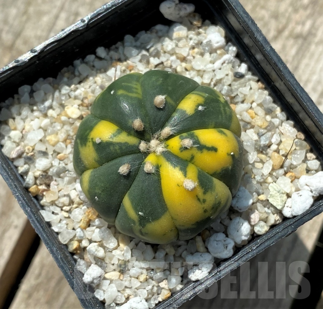 SHPR11428 Astrophytum asterias f. variegatum - Image 2
