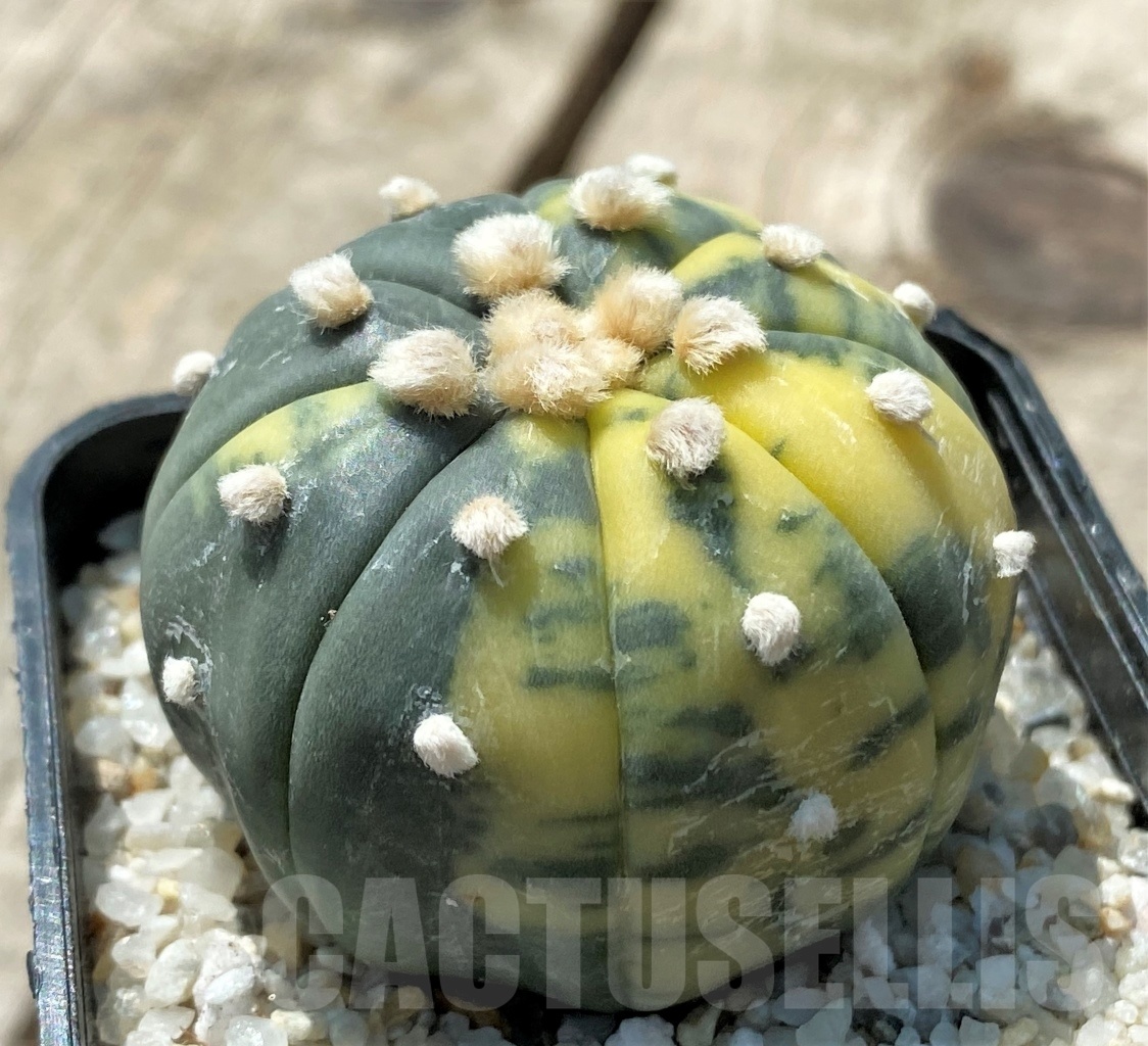 SHPR11431 Astrophytum asterias f. variegatum