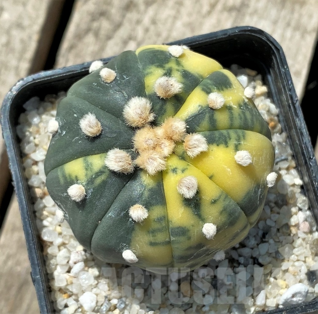 SHPR11431 Astrophytum asterias f. variegatum - 画像 (2)