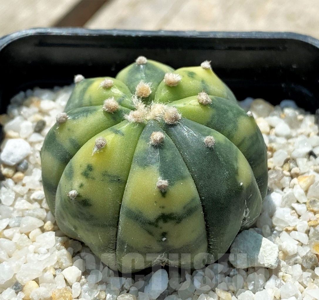 SHPR11432 Astrophytum asterias f. variegatum