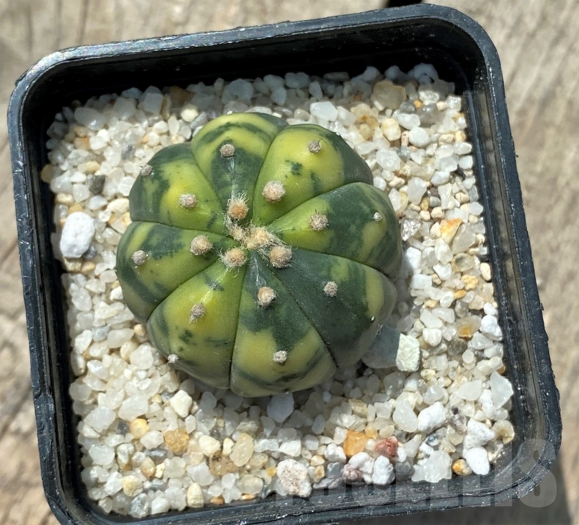 SHPR11432 Astrophytum asterias f. variegatum - Image 2