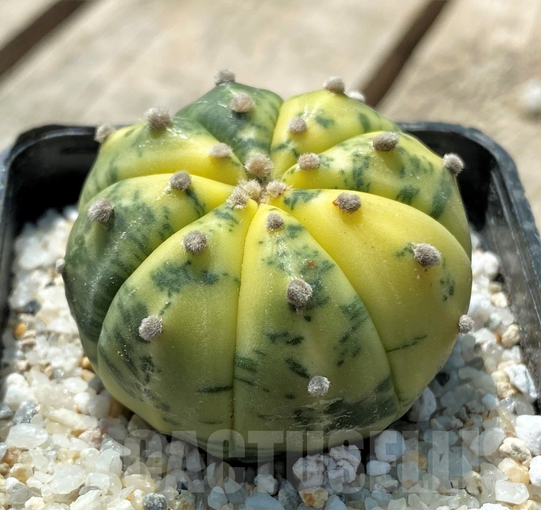 SHPR11434 Astrophytum asterias f. variegatum