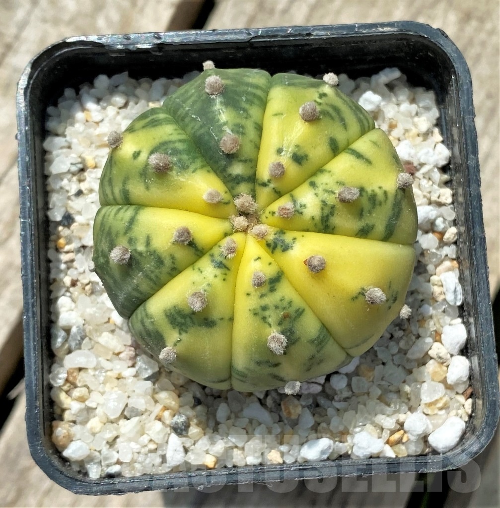 SHPR11434 Astrophytum asterias f. variegatum - Image 2