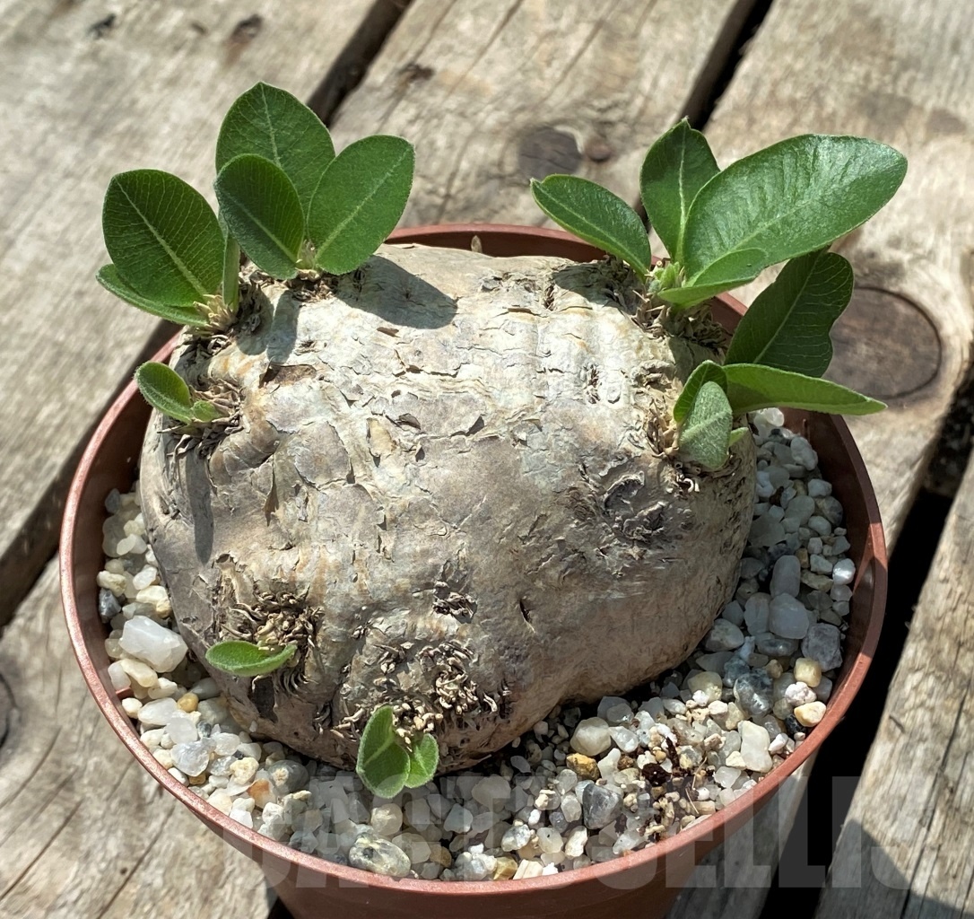 SHPR11435 Pachypodium brevicaule