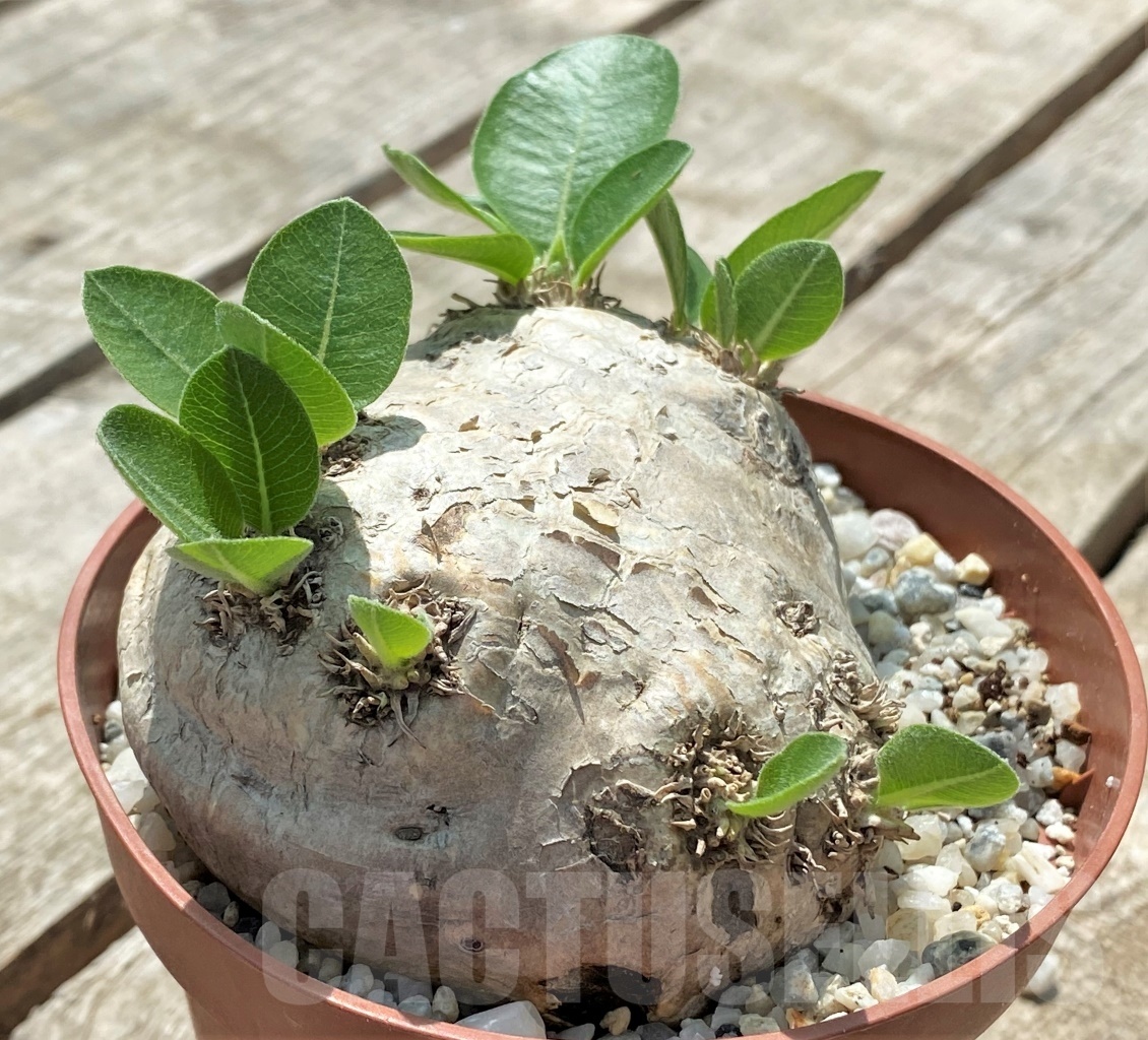 SHPR11435 Pachypodium brevicaule - Image 2