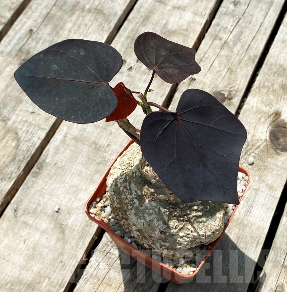 SHPR11436 Adenia epigea